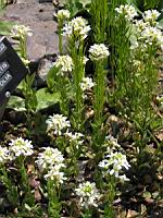 Arabis Stelleri var. Japonica (fam. Cruciferes) (1) (Photo F. Mrugala)